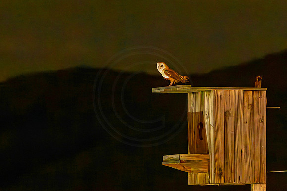 Barn Owls - late at night