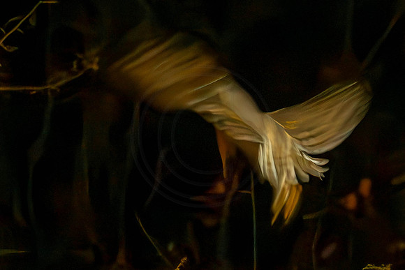 Barn Owls - late at night