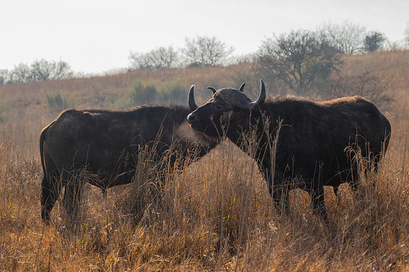 Buffalo - early morning