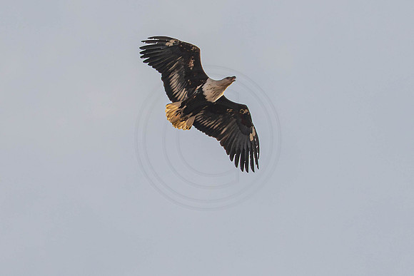Fish eagle pair
