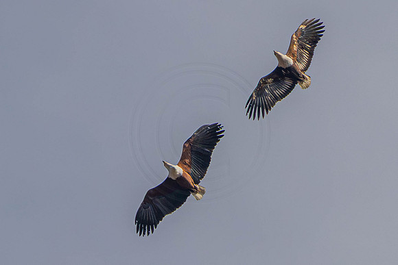 Fish eagle pair