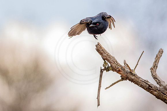 Drongo - diving for food