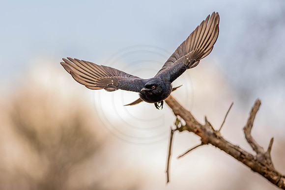 Drongo - diving for food