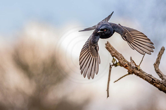Drongo - diving for food