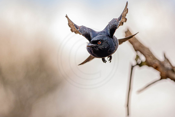 Drongo - diving for food