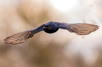 Drongo - diving for food