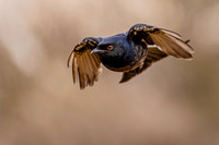 Drongo - diving for food