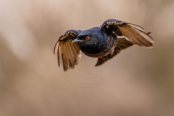 Drongo - diving for food