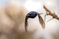 Drongo - diving for food