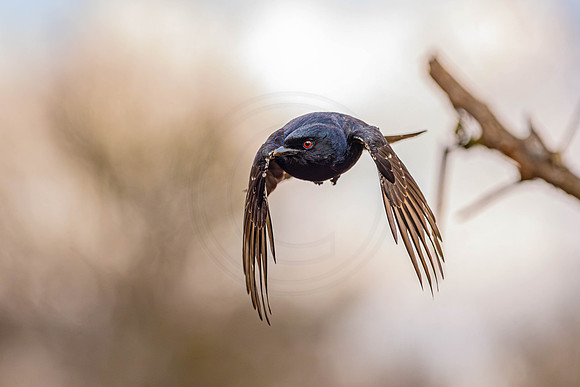Drongo - diving for food