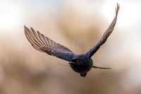 Drongo - diving for food