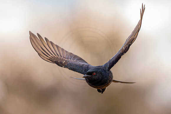 Drongo - diving for food