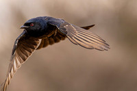 Drongo - diving for food