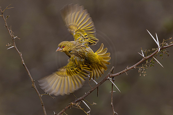 Weaver - in action