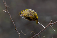 Weaver - in action