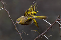Weaver - in action