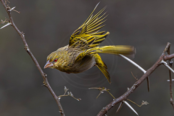 Weaver - in action