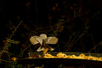 Barn Owls - late at night