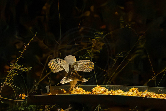 Barn Owls - late at night