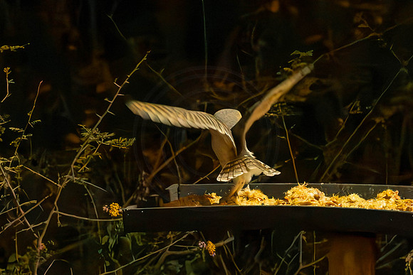 Barn Owls - late at night