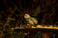 Barn Owls - late at night