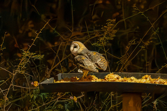 Barn Owls - late at night