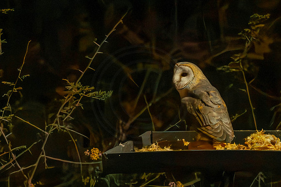 Barn Owls - late at night