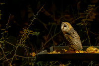Barn Owls - late at night