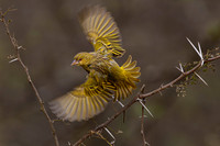 Weaver - in action
