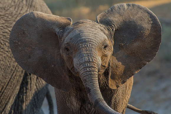 Dumbo....