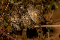 grooming - babblers