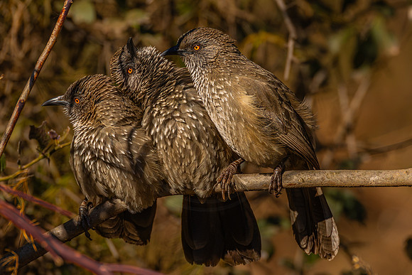 grooming - babblers
