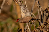 Waxbill