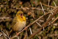 Weaver