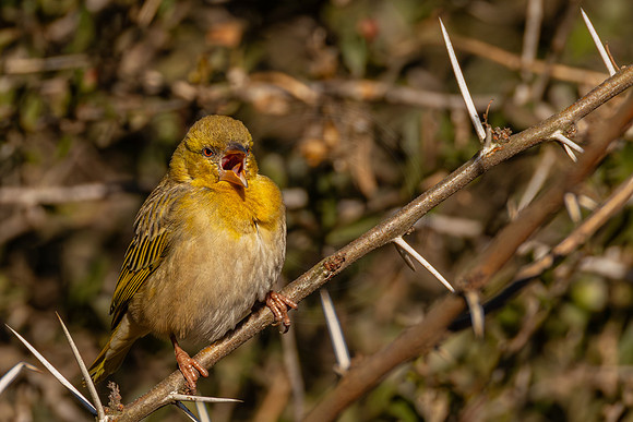 Weaver