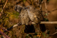 grooming - babblers