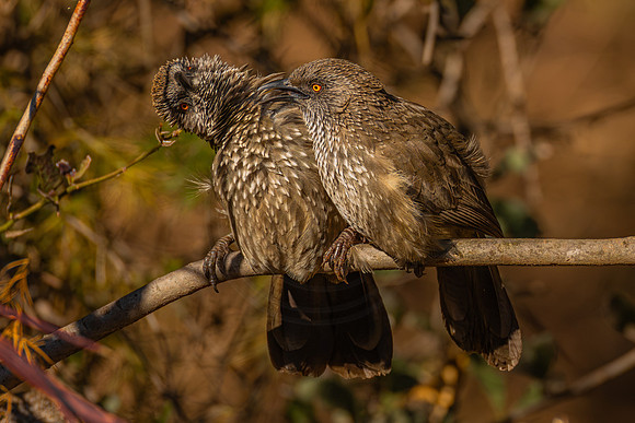grooming - babblers