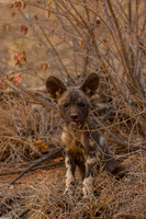 spot the wild dog pup
