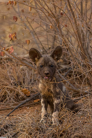 spot the wild dog pup