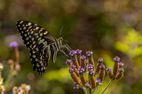 Butterfly at Pilanesberg