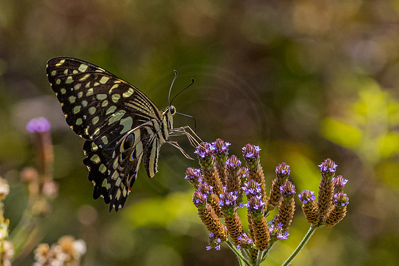 Butterfly at Pilanesberg