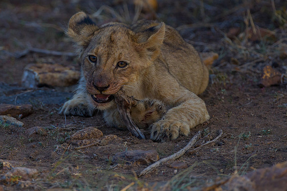 Lion cubs on a kill