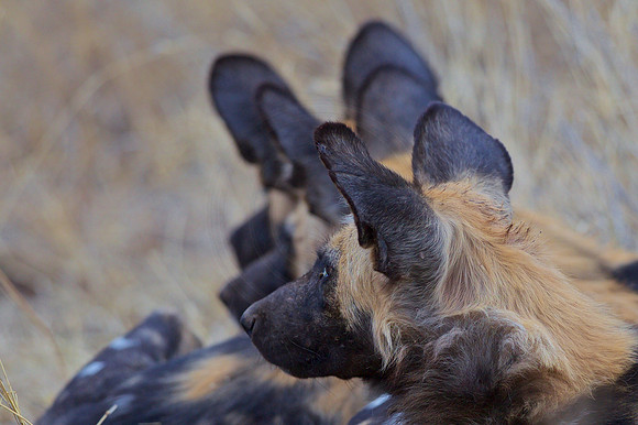 All ears!