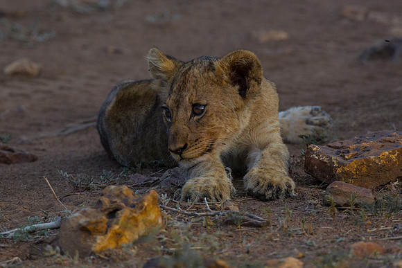 Lion cubs on a kill