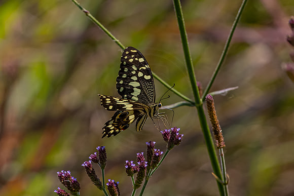 Butterfly at Pilanesberg
