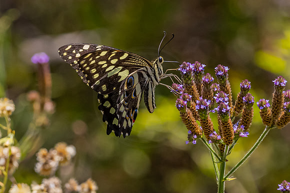 Butterfly at Pilanesberg