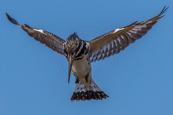Pied in the sky