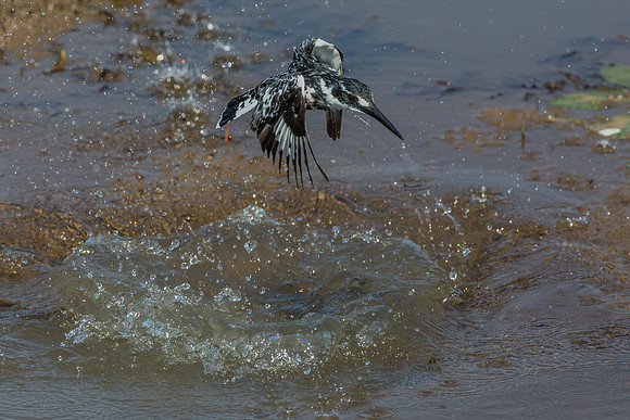 Splashed