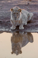 Reflection