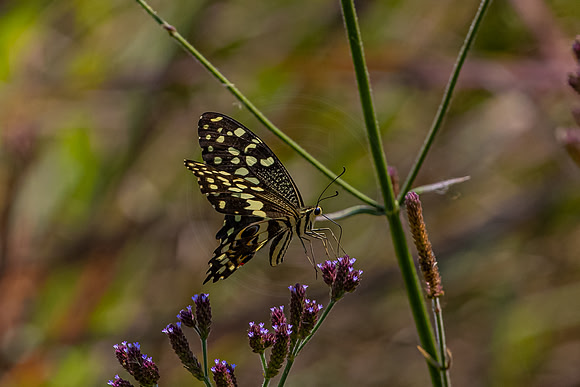 Butterfly at Pilanesberg